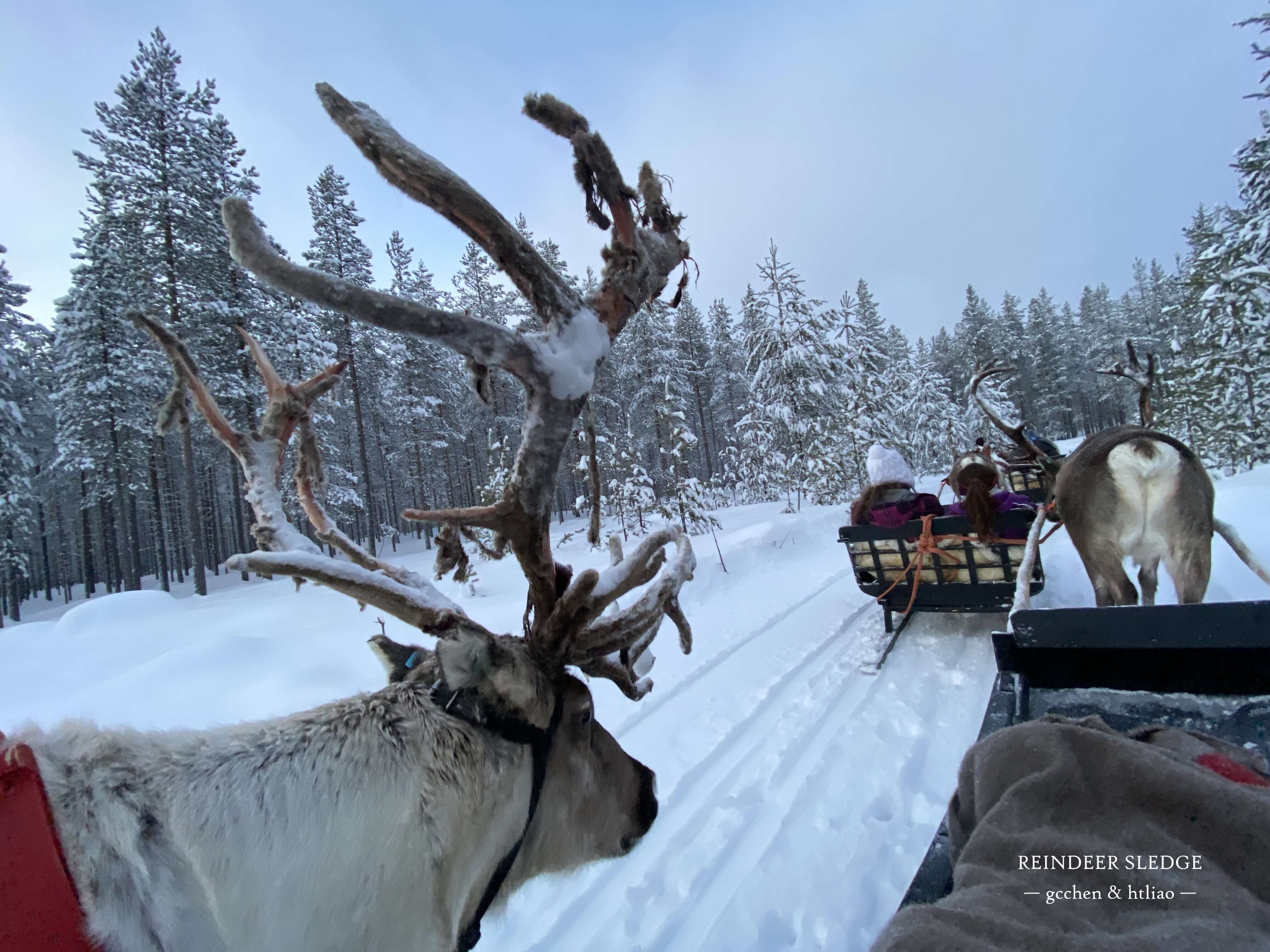 reindeer sledge 馴鹿雪橇