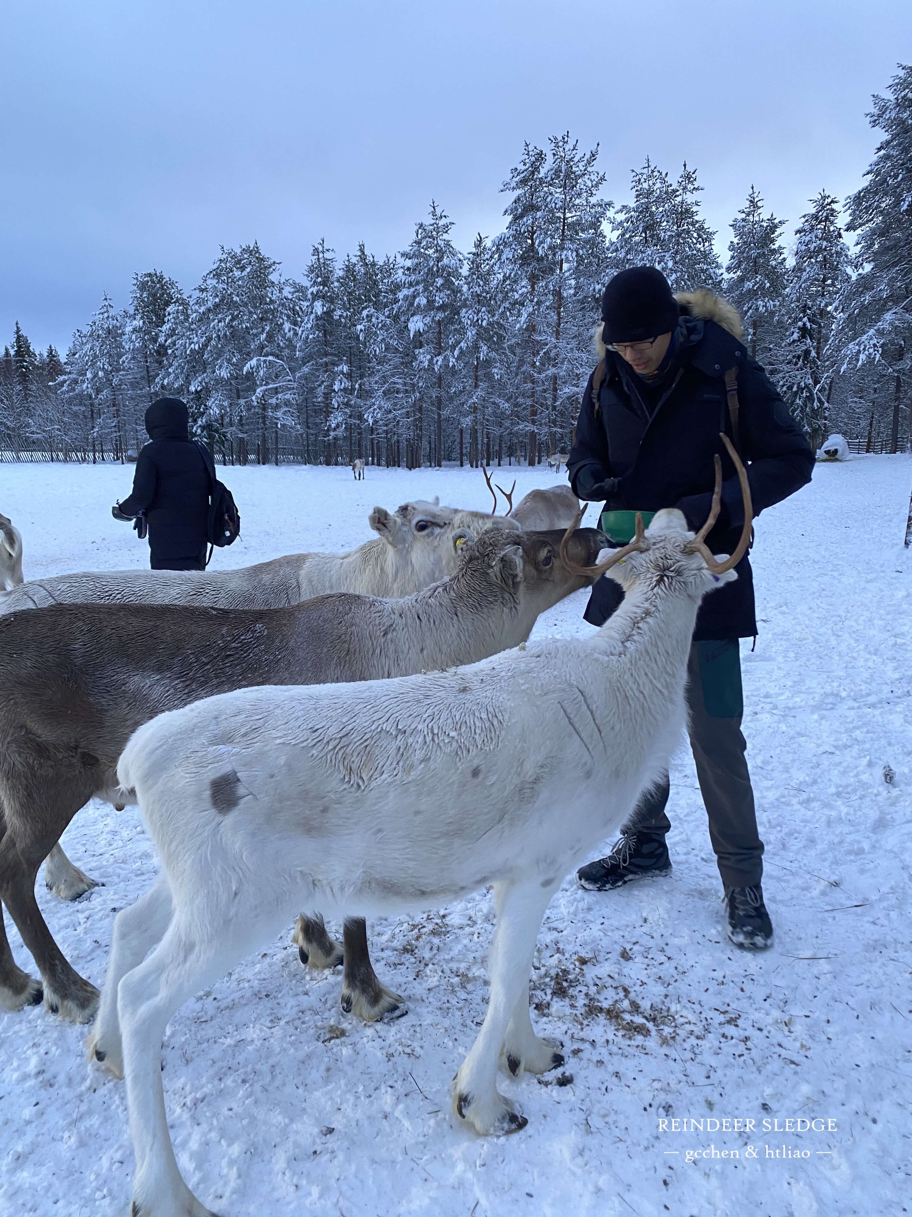 reindeer sledge 馴鹿雪橇